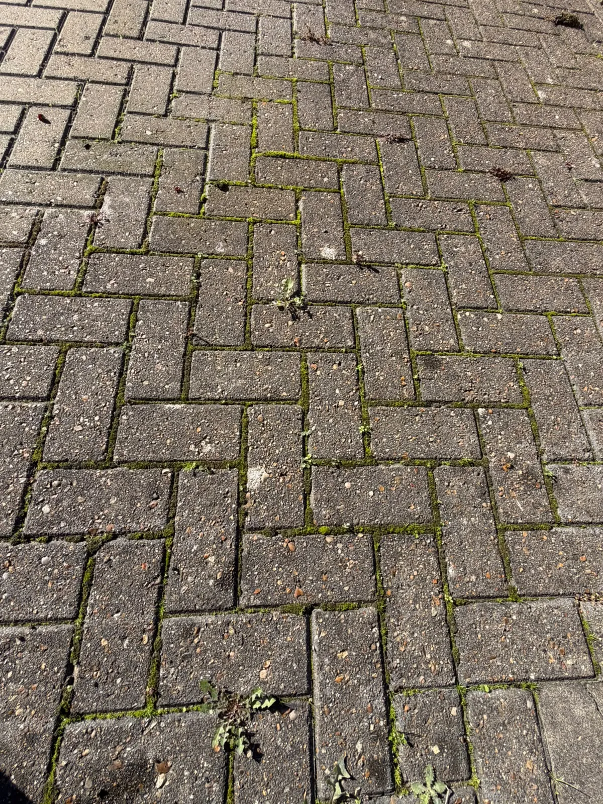 Herringbone block-paved driveway close-up before cleaning, with moss and small weeds in the joints